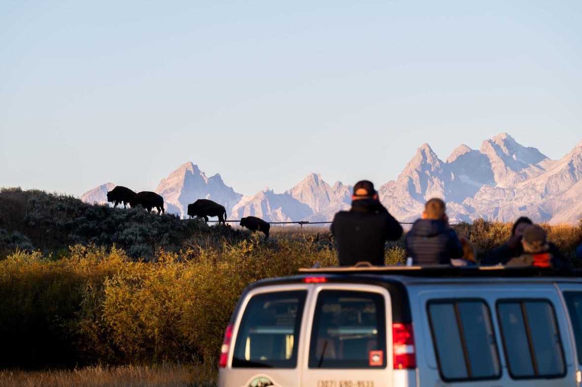Tourists watch and take photos of wildlife from a vehicle.