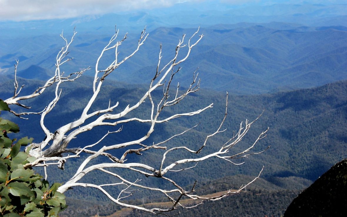 Tree branches in the foreground against a mountain backdrop